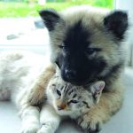 DRIVETHRU VACCINE 6
