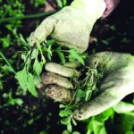 SMART GARDENING WKSHP 1