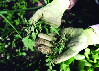 SMART GARDENING WKSHP 1