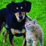 Dog and Cat