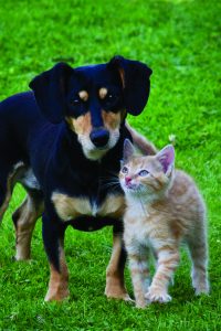 Home Page 65 Rabies Clinic for Dogs and Cats