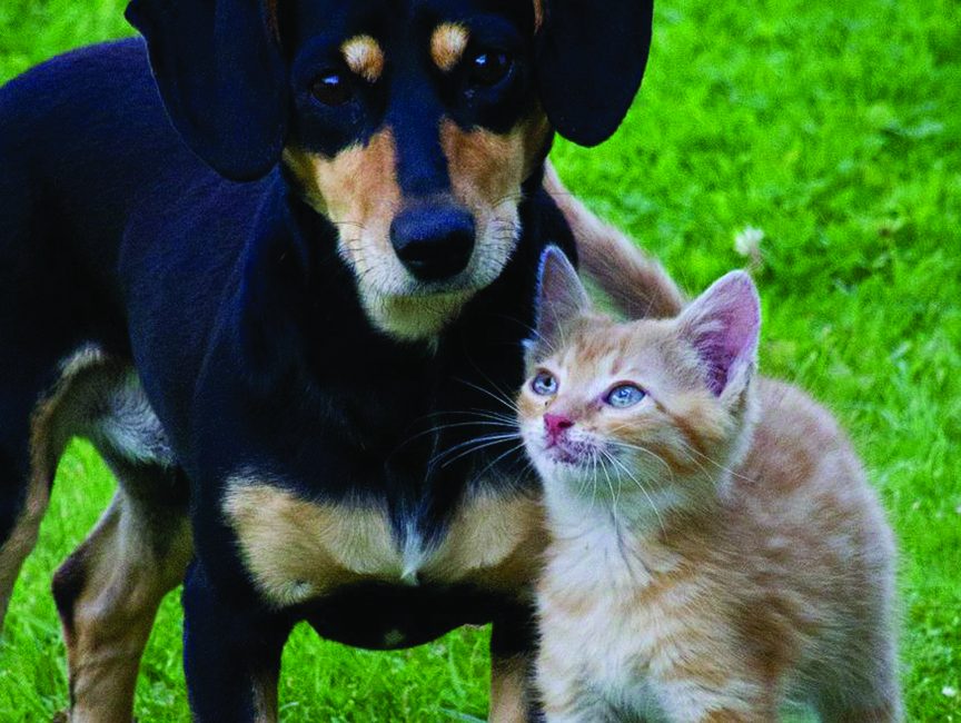Dog and Cat