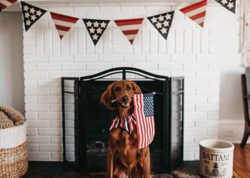 camylla battani gZltlzPun9c unsplash