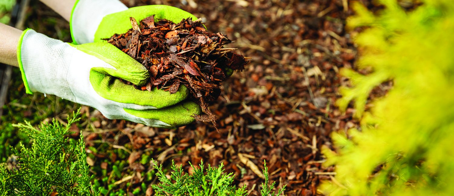 Female hands in compost