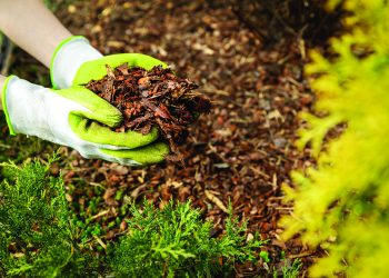 Female hands in compost