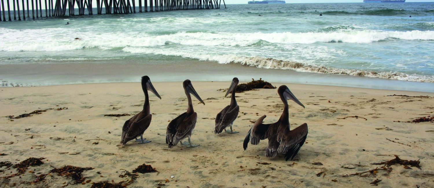 Pelicans at Huntington