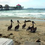 Pelicans at Huntington