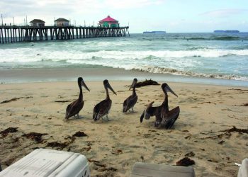 Pelicans at Huntington