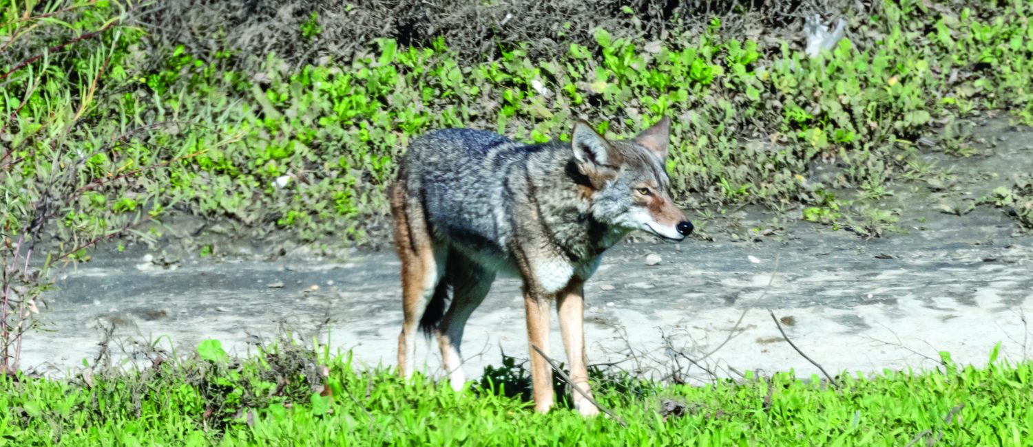 Coyote in San Gabriel