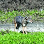 Coyote in San Gabriel