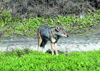 Coyote in San Gabriel