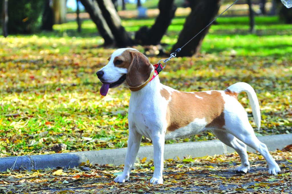 PAGE 3 Dog Responsibilities 2
