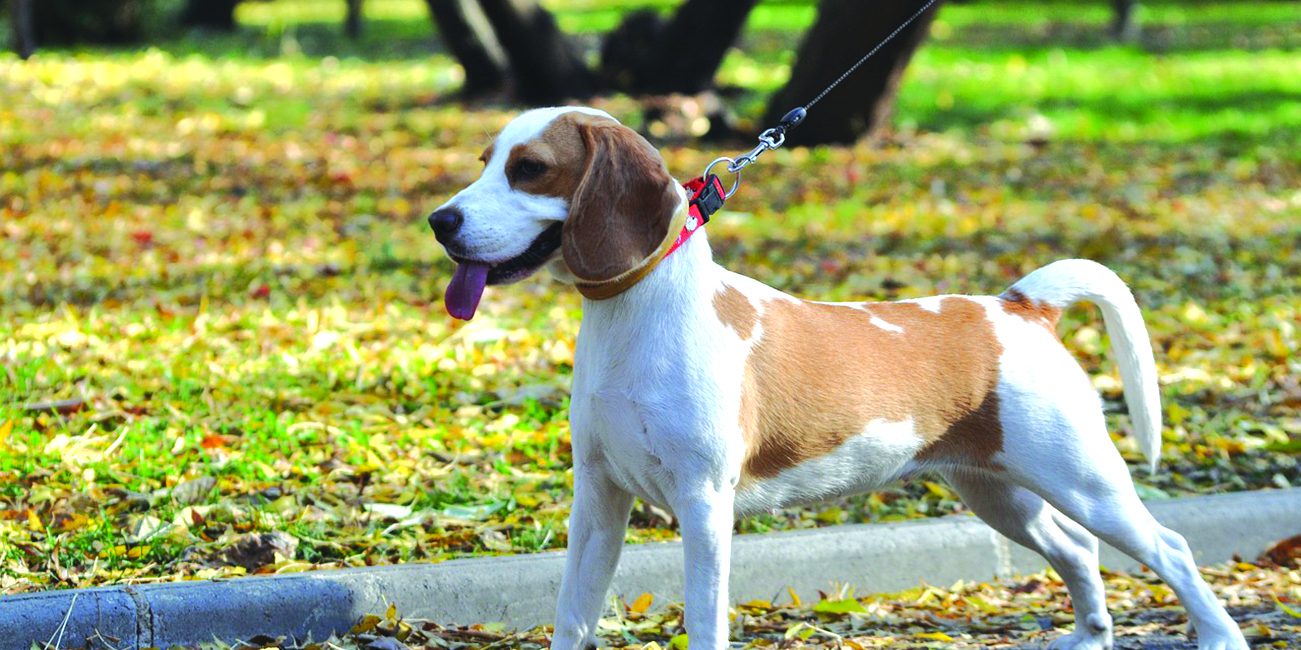 PAGE 3 Dog Responsibilities 2