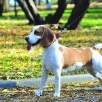 PAGE 3 Dog Responsibilities 2