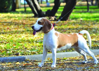PAGE 3 Dog Responsibilities 2