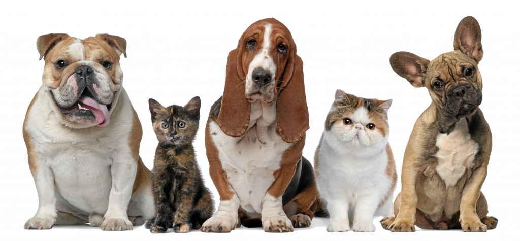 Fourth of July: Be Aware and Care 2 The Pets Lineup