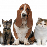 The Pets Lineup