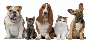 Prepare Your Pets for Disaster