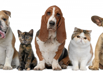 The Pets Lineup