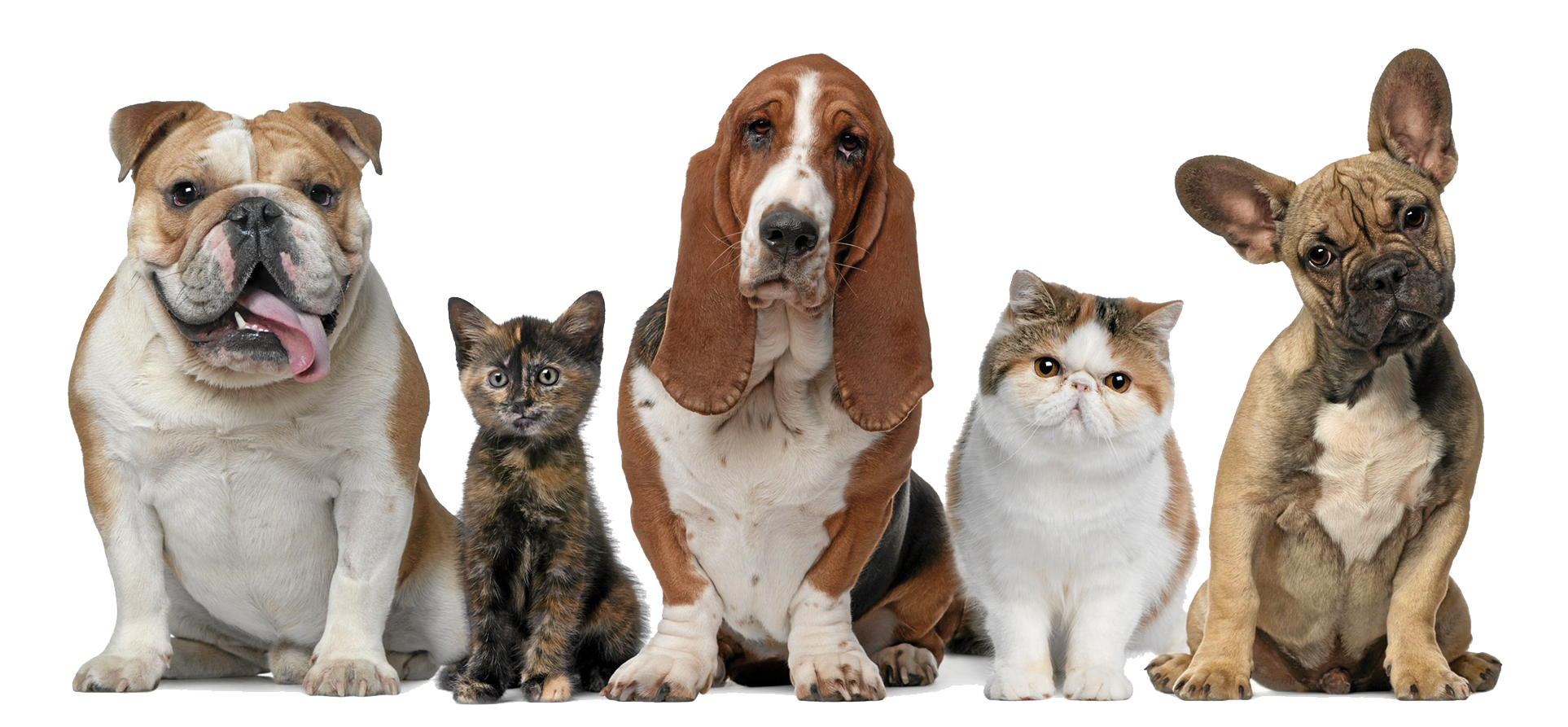 Prepare Your Pets for Disaster