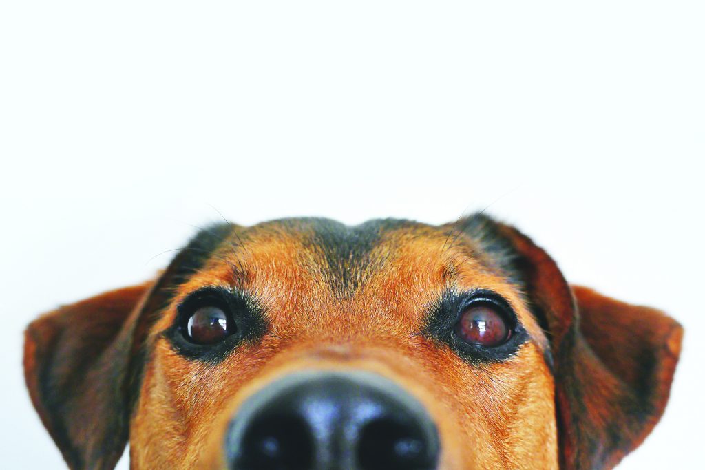 PET VACCINATION 5