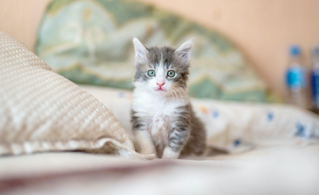kote puerto so5nsYDOdxw unsplash scaled e1691602195455