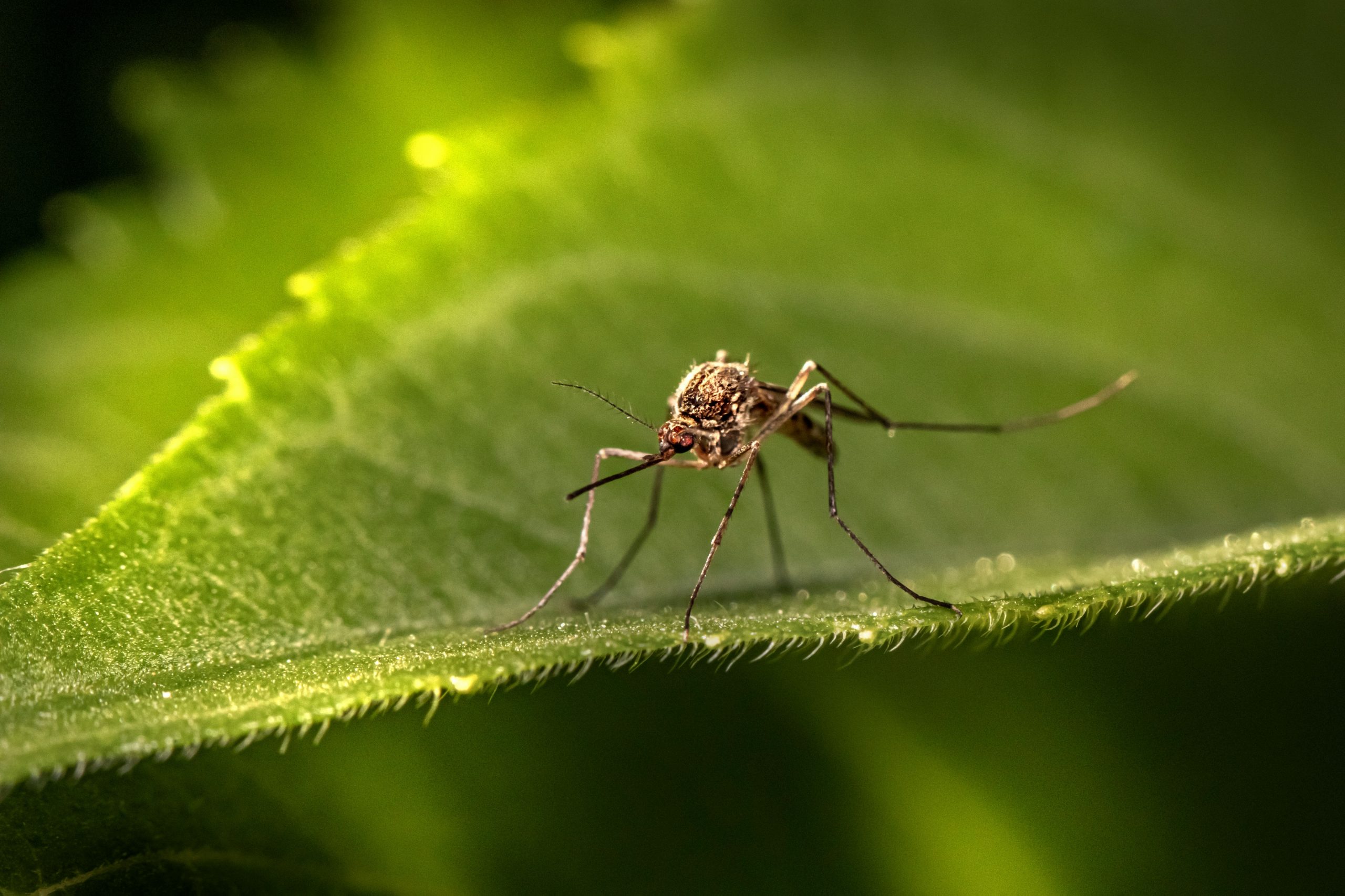 Mosquito Season Continues