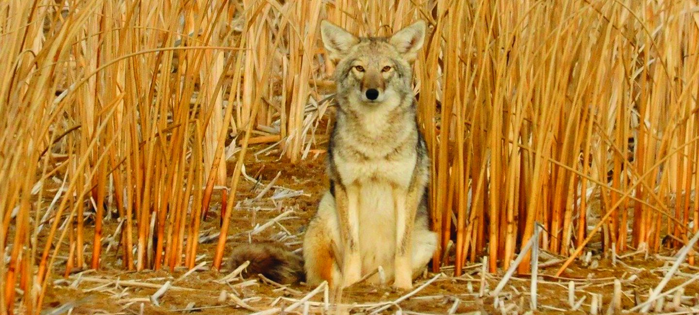 Coyote Camouflaged