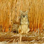 Coyote Camouflaged