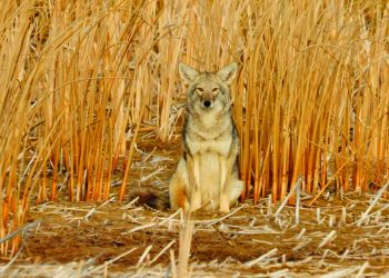 Coyote Camouflaged