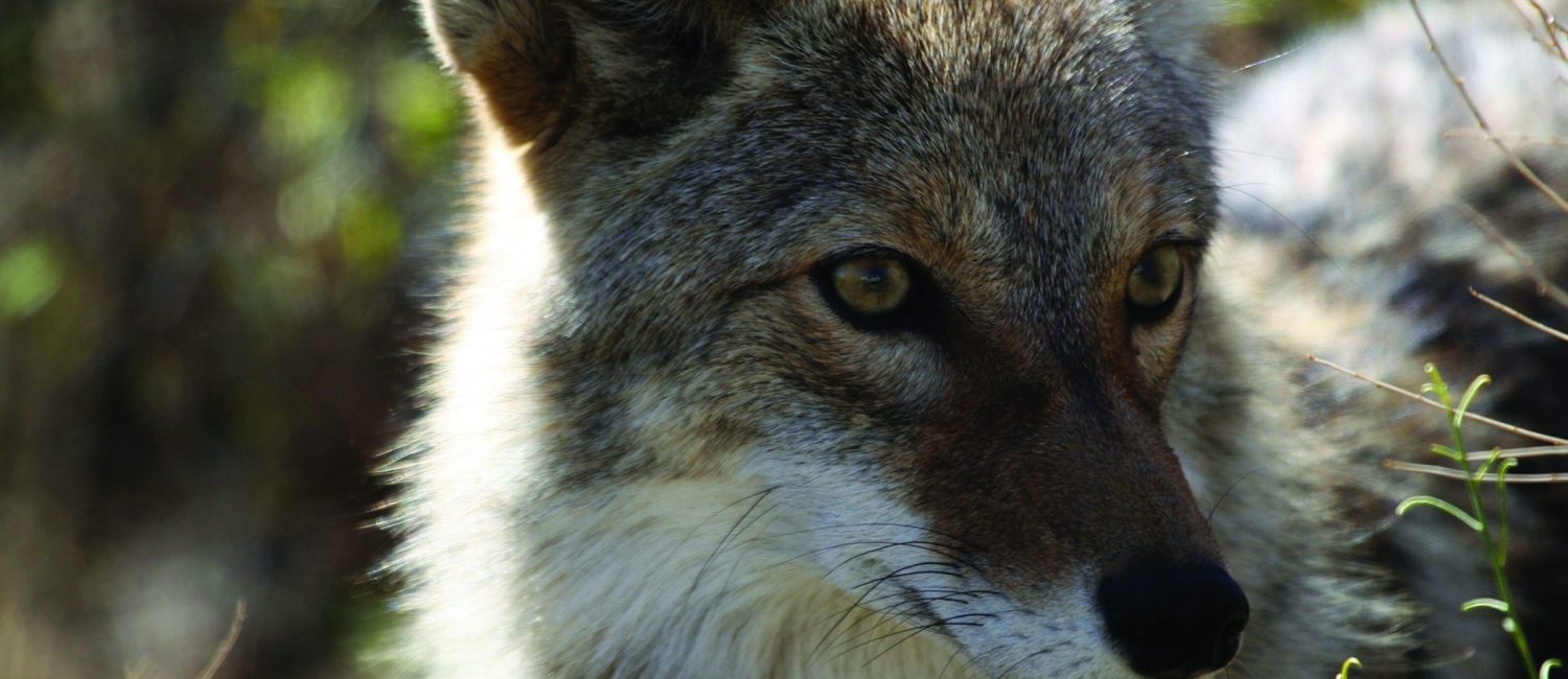 PAGE 4 Coyote Sightings Face