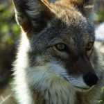 PAGE 4 Coyote Sightings Face