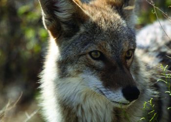 PAGE 4 Coyote Sightings Face