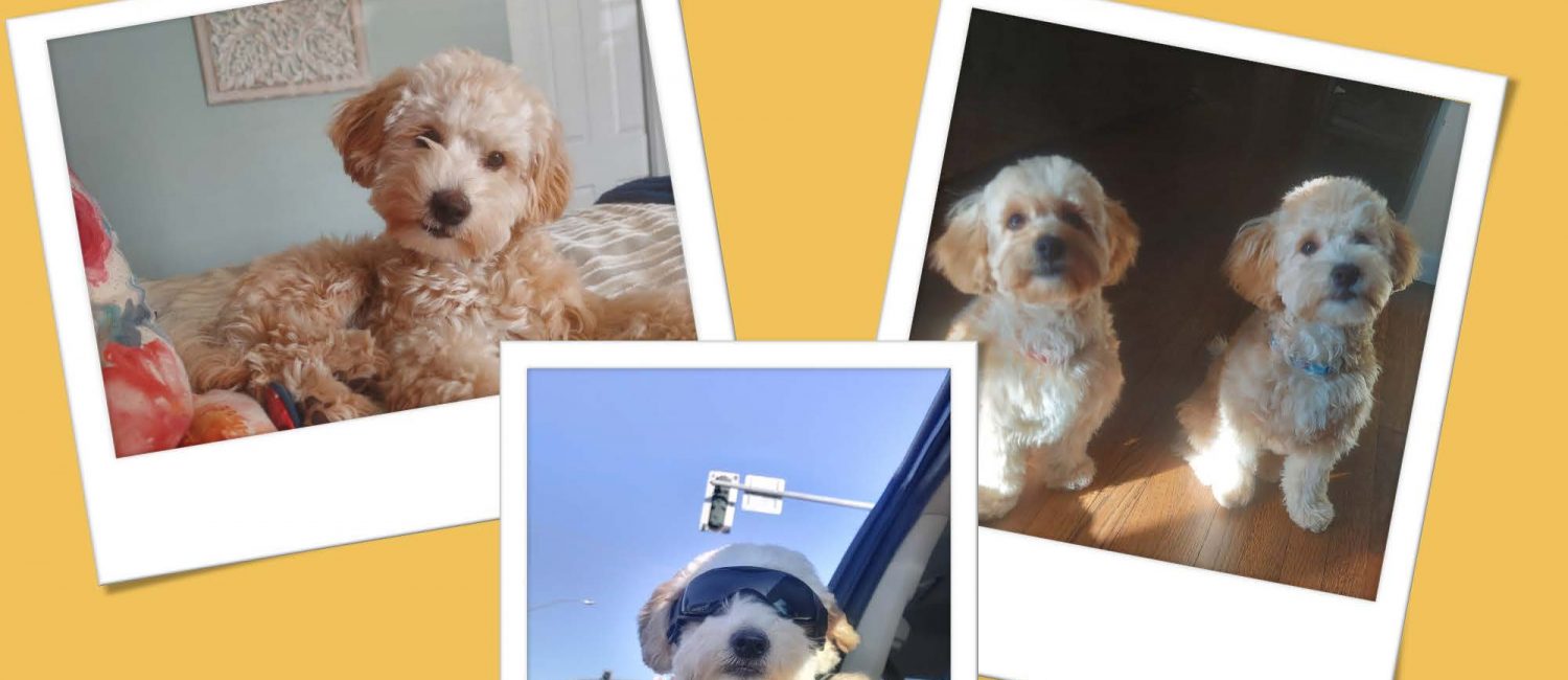 June Dog Photo Contest