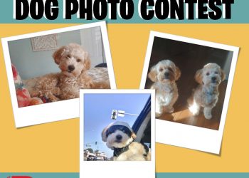June Dog Photo Contest