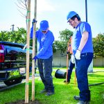 ADOPT A TREE 1